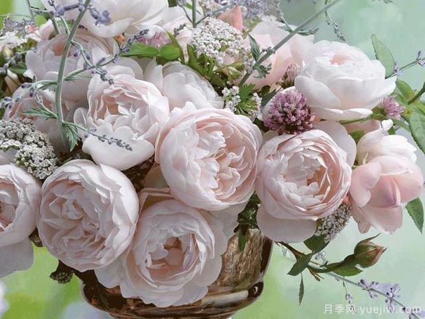 维希月季/清风月季(图1)