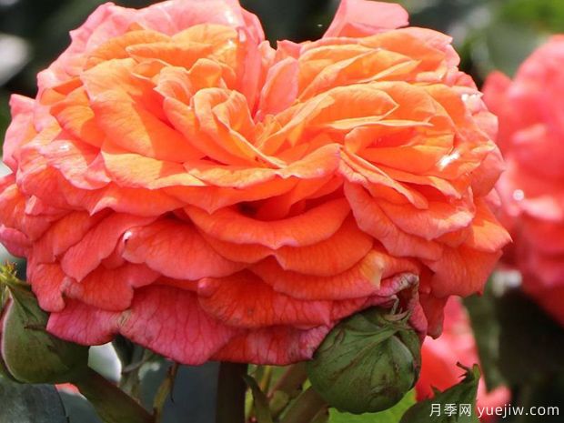 橘园月季(图2)