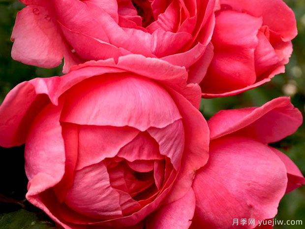 花园公主月季/玛丽何塞月季(图1)