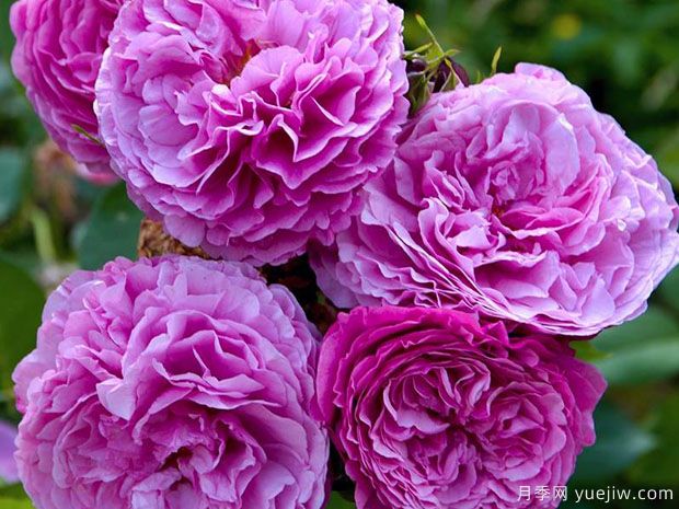 凯菲法赛特月季(图3) 凯菲法赛特月季(图3)