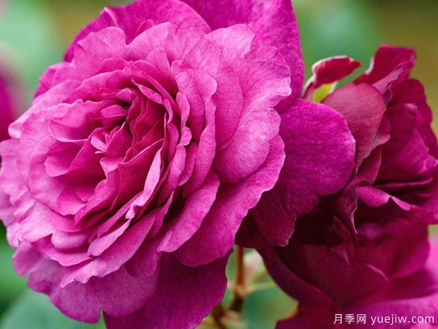 凯菲法赛特月季的优缺点是什么？(图1)