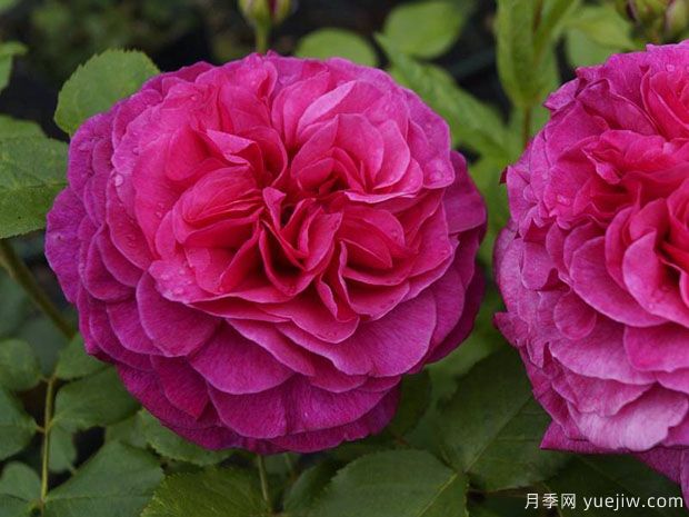 凯菲法赛特月季(图2) 凯菲法赛特月季(图2)