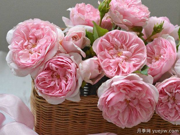 丝带月季(图1) 丝带月季(图1)