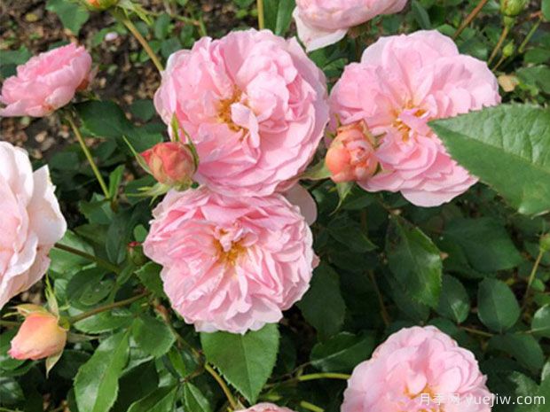 丝带月季(图2) 丝带月季(图2)