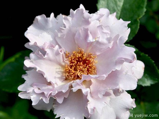 玫瑰时装月季(图1) 玫瑰时装月季(图1)