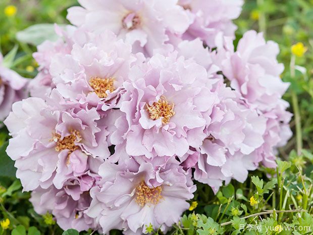 玫瑰时装月季(图3) 玫瑰时装月季(图3)