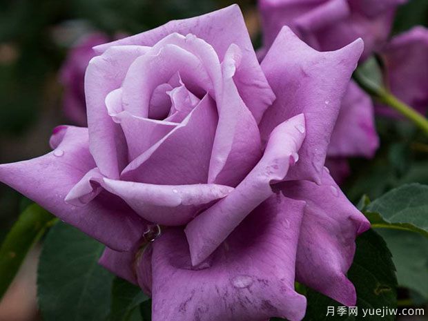 夏尔戴高乐月季(图2) 夏尔戴高乐月季(图2)