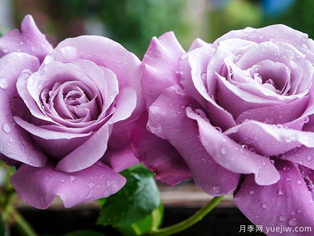 夏尔戴高乐月季(图3) 夏尔戴高乐月季(图3)