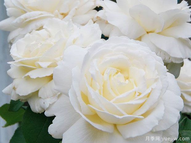 白色月季有多少个品种?分享5个(图1) 白色月季有多少个品种?分享5个(图1)