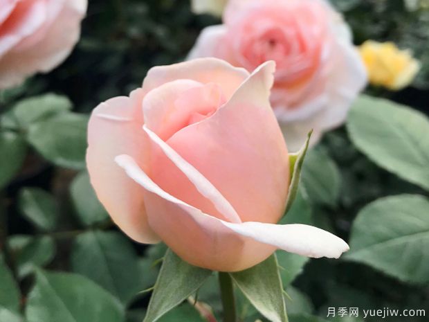 勇气月季(图3) 勇气月季(图3)