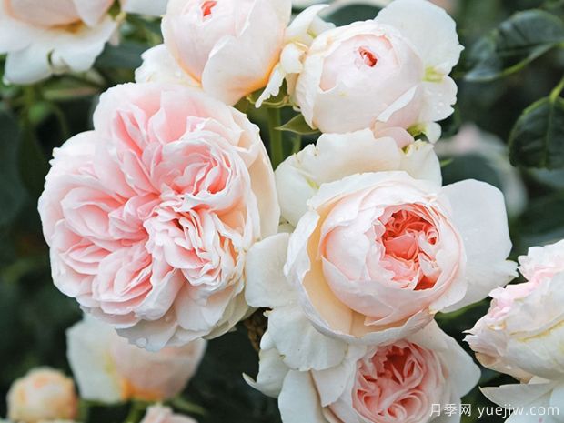 萨布丽娜月季的优缺点是什么?(图1) 萨布丽娜月季的优缺点是什么?(图1)