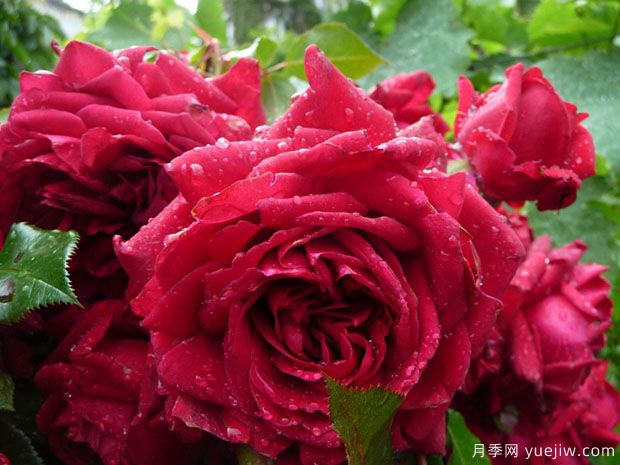 4个双色月季，妖而不艳，一眼难忘(图4)