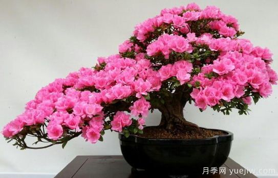 盆栽杜鹃繁殖与栽培技术(图1)