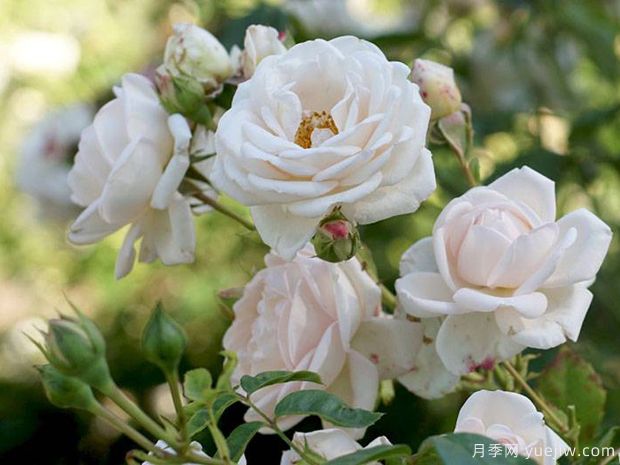 玛婷吉洛月季的优缺点是什么？(图1)