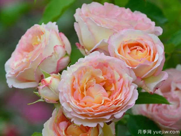 桃子糖果月季/桃心月季(图3) 桃子糖果月季/桃心月季/钓鱼糖果月季(图3)