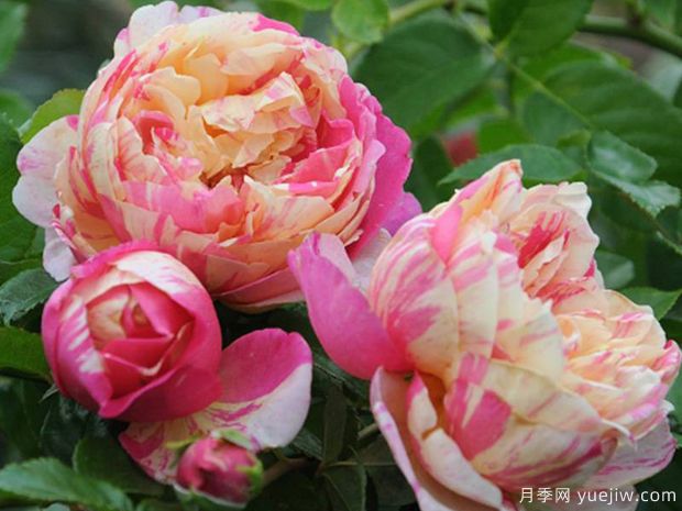 推荐16种双色条纹月季品种，感受色彩与线条的碰撞(图3)