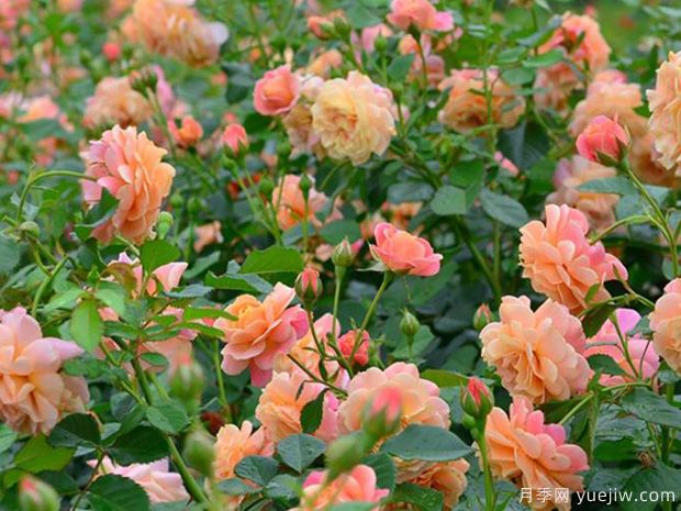 蜜桃冰淇淋月季/蜜桃梅尔巴月季(图2)