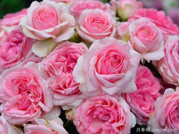 德国科德斯月季，品种汇集(图3)