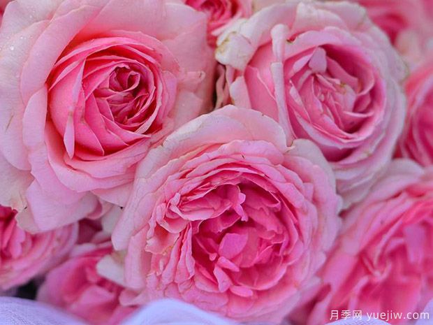 冬宫月季/艾米达吉月季(图2) 冬宫月季/艾米达吉月季(图2)