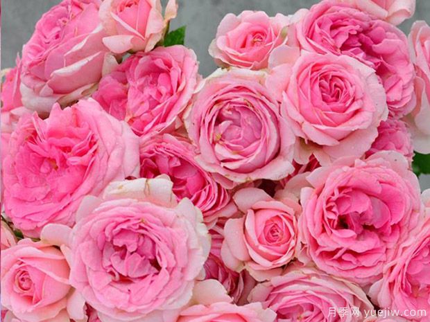 冬宫月季/艾米达吉月季(图3) 冬宫月季/艾米达吉月季(图3)