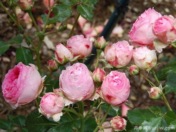 冬宫月季/艾米达吉月季(图4) 冬宫月季/艾米达吉月季(图4)