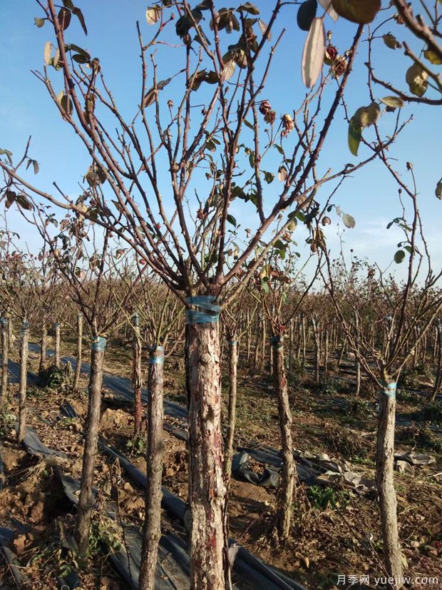 冬季适合移植树状月季,3/4/5/6公分月季树批发中(图1) 冬季适合移植树状月季,3/4/5/6公分月季树批发中(图1)