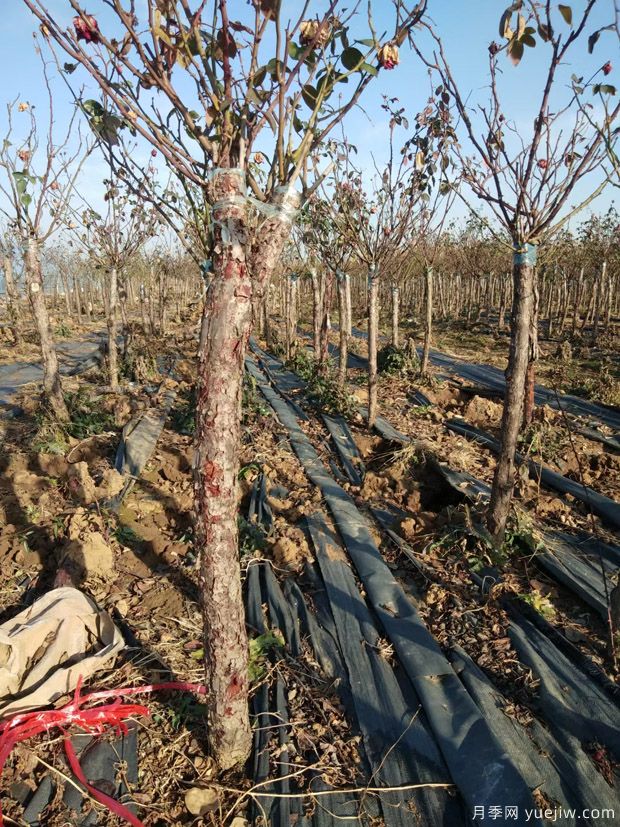 冬季适合移植树状月季,3/4/5/6公分月季树批发中(图3) 冬季适合移植树状月季,3/4/5/6公分月季树批发中(图3)