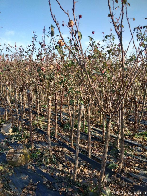冬季适合移植树状月季,3/4/5/6公分月季树批发中(图2) 冬季适合移植树状月季,3/4/5/6公分月季树批发中(图2)