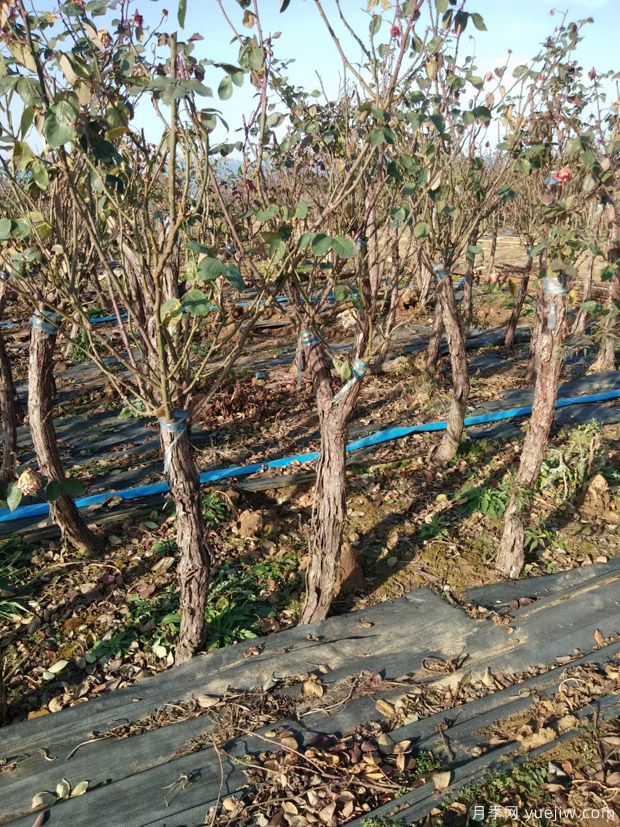 冬季适合移植树状月季,3/4/5/6公分月季树批发中(图4) 冬季适合移植树状月季,3/4/5/6公分月季树批发中(图4)