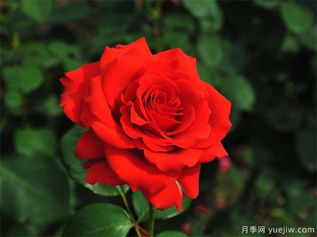 怎么样让阳台上的花开得更鲜艳?(图1) 怎么样让阳台上的花开得更鲜艳?(图1)