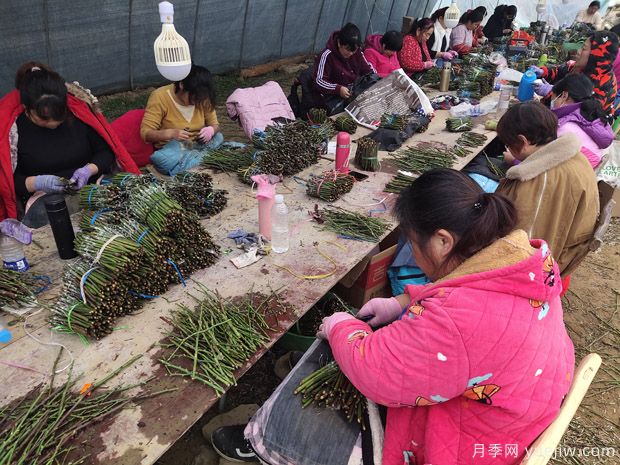 月季花的T形芽嫁接方法是什么?(图1) 月季花的T形芽嫁接方法是什么?(图1)