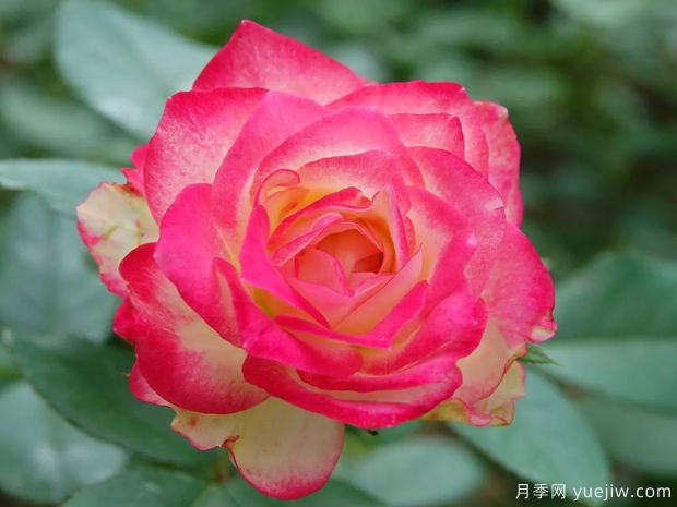 摩纳哥公爵月季和红双喜月季有什么不同之处(图2) 摩纳哥公爵月季和红双喜月季有什么不同之处(图2)