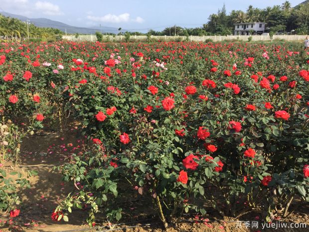 月季园：三亚亚龙湾国际玫瑰谷(图2)