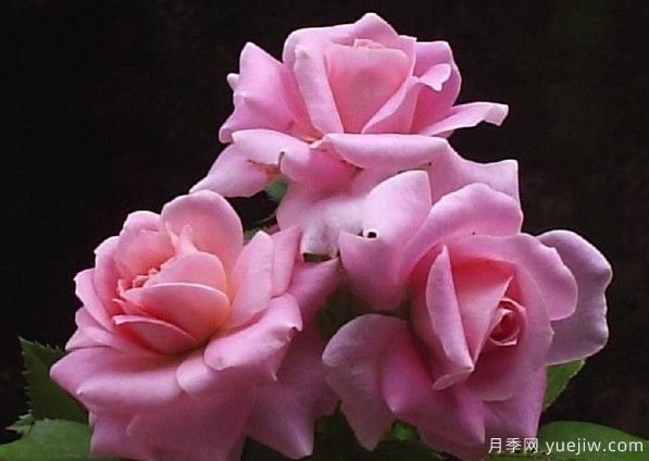 法国糖果光芒月季(图2) 法国糖果光芒月季(图2)