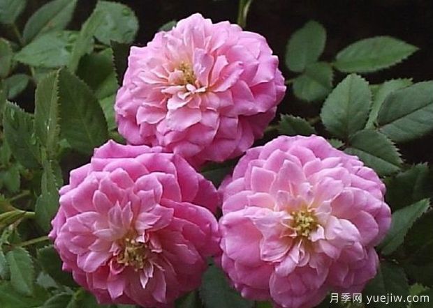 法国糖果光芒月季(图1) 法国糖果光芒月季(图1)