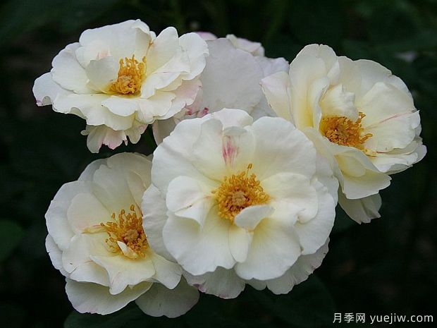 酷变月季(图2) 酷变月季(图2)