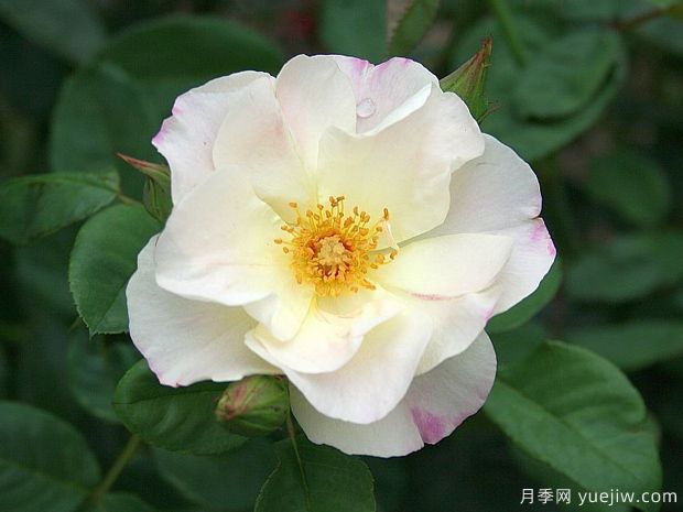 酷变月季(图1) 酷变月季(图1)