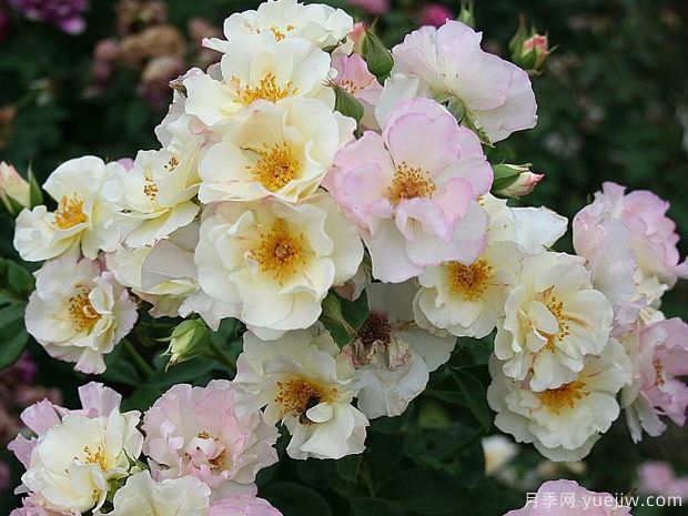 酷变月季(图3) 酷变月季(图3)