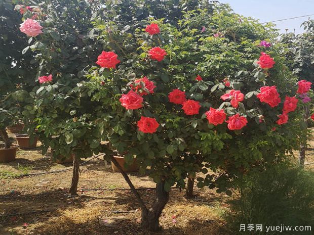 专家告诉你：树状月季的基本知识普及(图1)
