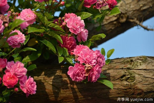 月季修剪有什么技巧(图1) 月季修剪有什么技巧(图1)