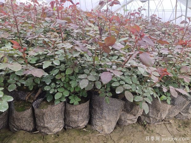 月季裸根苗什么时候栽种？教你把握最佳时机栽种(图3)