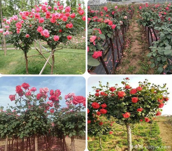 东北月季种植需要注意的一些地方(图1) 东北月季种植需要注意的一些地方(图1)