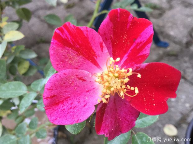 红宝石月季(灌木)(图1)