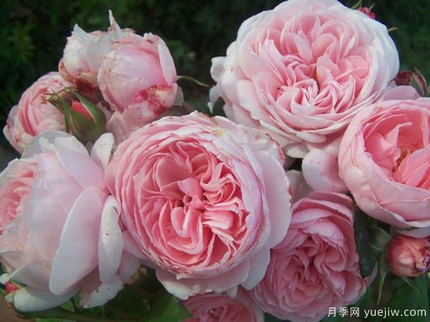 圣米歇尔山的奇迹月季(图1) 圣米歇尔山的奇迹月季(图1)