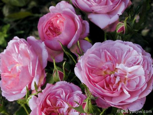 伦敦女王的孩子月季的优缺点是什么？(图1)