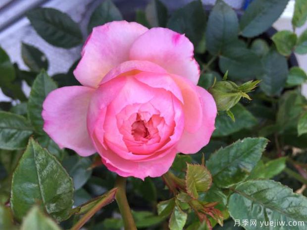 女王的伦敦孩子月季(图2) 女王的伦敦孩子月季(图2)