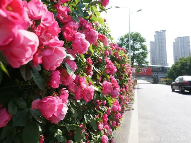 月季花开花的几个关键(图1) 月季花开花的几个关键(图1)