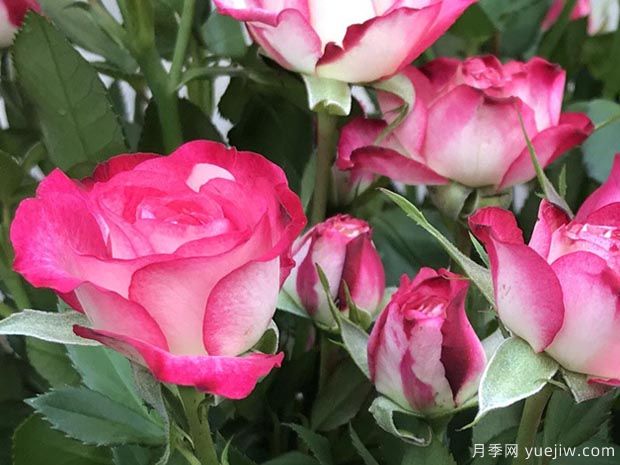 复色狮子座月季(图1)