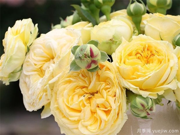 推荐10种切花月季,瓶插花期长,不用去买花店玫瑰(图4) 推荐10种切花月季,瓶插花期长,不用去买花店玫瑰(图4)