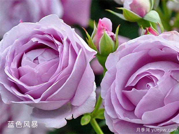 月季长虫不要怕,教你几招解决它!(图1) 月季长虫不要怕,教你几招解决它!(图1)